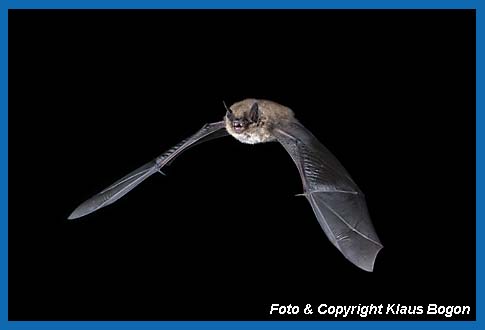 Fliegende Groe Bartfledermaus Myotis brandtii.