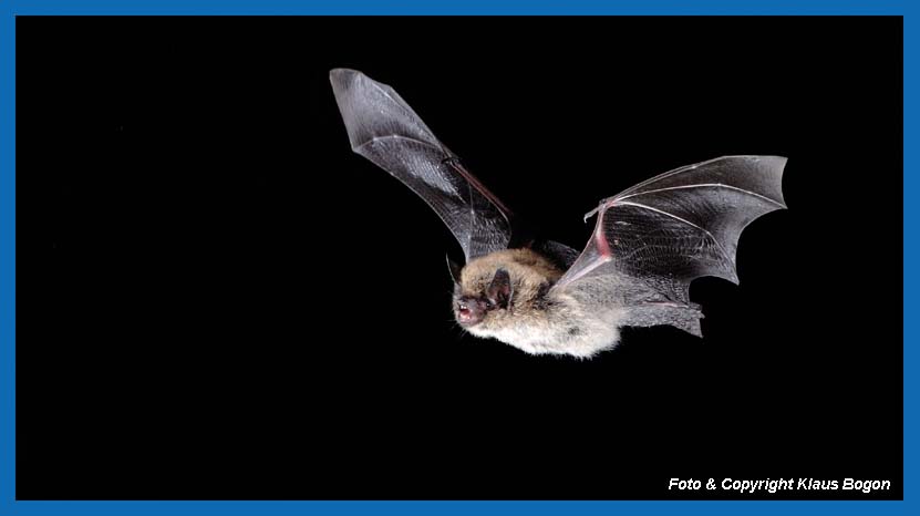 Vorbeifliegende Groe Bartfledermaus Myotis brandtii