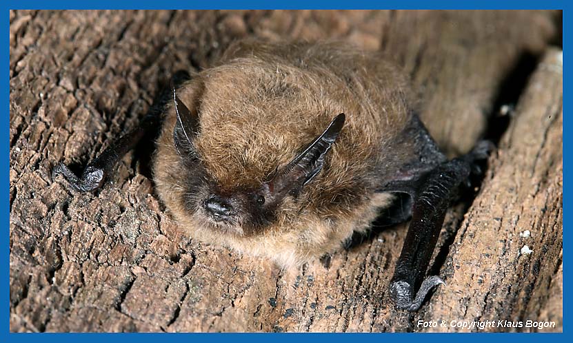 Portrt der Groen Bartfledermaus Myotis brandtii 