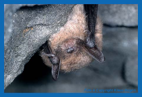 Portrt einer winterschlafenden Groen Bartfledermaus Myotis btandtii.