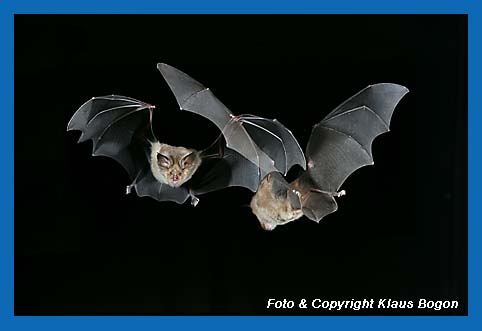 Fliegende Groe Hufeisennase (Rinolophus ferrumequinum) Doppelbelichtung.