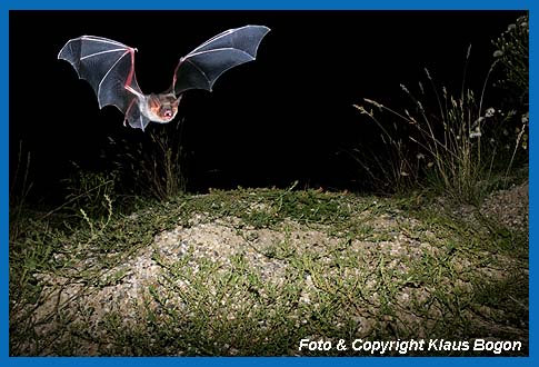 Groes Mausohr, Myotis myotis jagend.