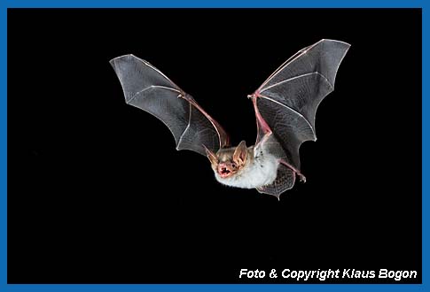 Groes Mausohr, Myotis myotis fliegend.