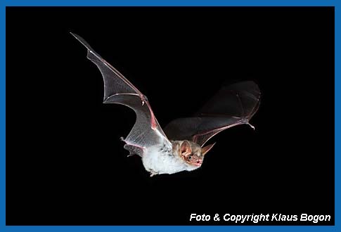 Groes Mausohr, Myotis myotis fliegend.