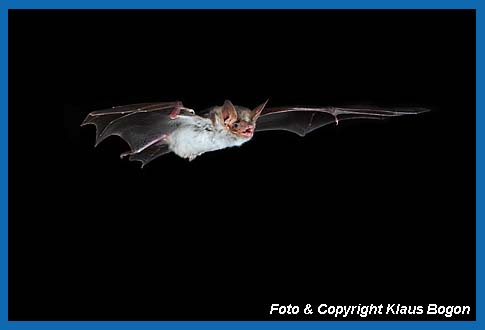 Groes Mausohr, Myotis myotis fliegend.