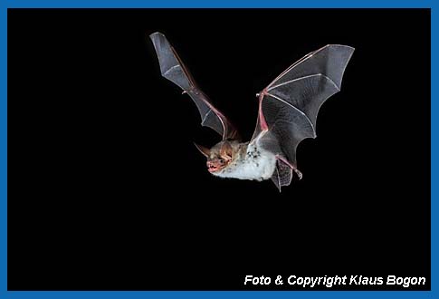 Groes Mausohr, Myotis myotis fliegend.