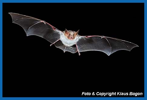 Groes Mausohr, Myotis myotis fliegend.