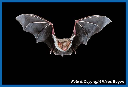 Groes Mausohr, Myotis myotis fliegend.