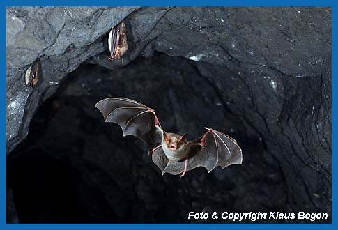 Groes Mausohr, Myotis myotis in Stollen einfliegend.