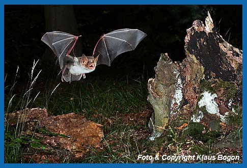 Groes Mausohr, Myotis myotis im Buchenwald jagend.