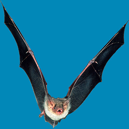 Groes Mausohr Myotis myotis