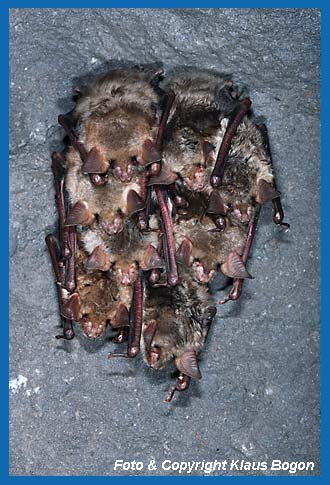 8er Kluster Gr. Mausohren Myotis myotis.