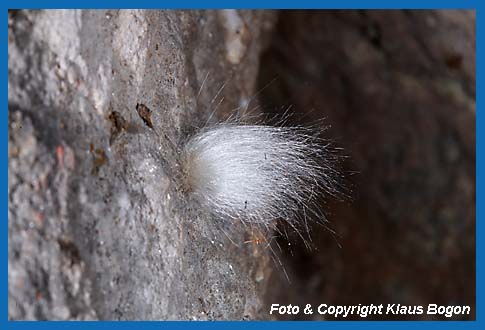 Pilz auf Insektenresten an der Stollenwand.