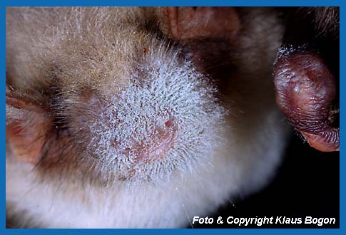 Schimmelpilze im Nasen-Maulbereich eines Groen Mausohr Myotis myotis.