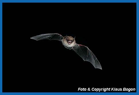 Fliegende Kleine Bartfledermaus Myotis mystacinus.