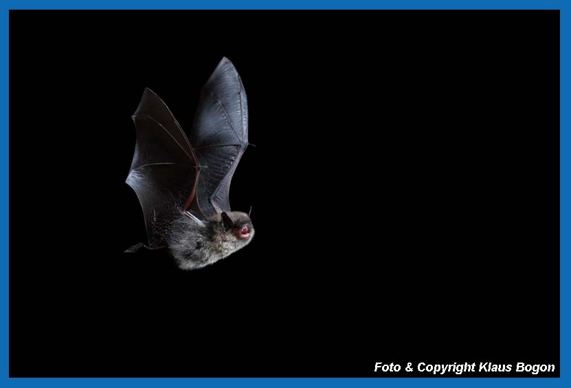 Vorbeifliegende Kl. Bartfledermaus, Myotis mystacinus.