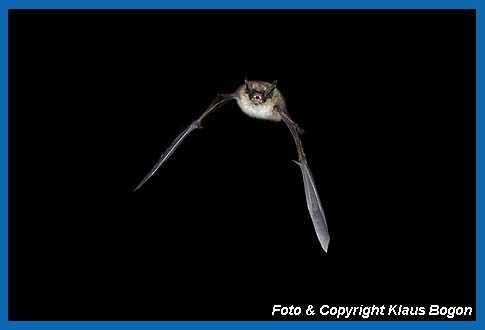 Fliegende Kleine Bartfledermaus Myotis mystacinus