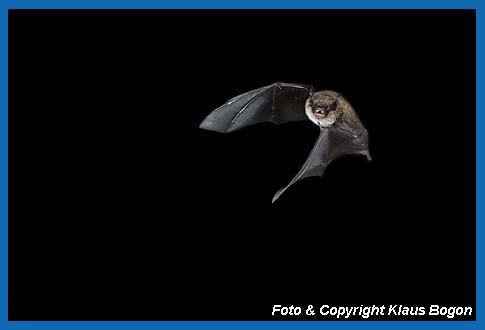 Fliegende Kleine Bartfledermaus Myotis mystacinus.