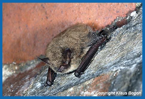 ltere Kleine  Bartfledermaus im Winterquartier, achte auf das insgesamt hellere Aussehen.