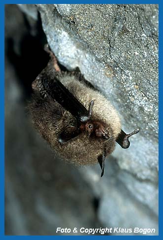 Kleine  Bartfledermaus Myotis mystacinus im Winterquartier,