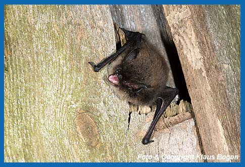 Kl. Bartfledermaus verlt das Spaltenquartier hinter einer Holzverkleidung.