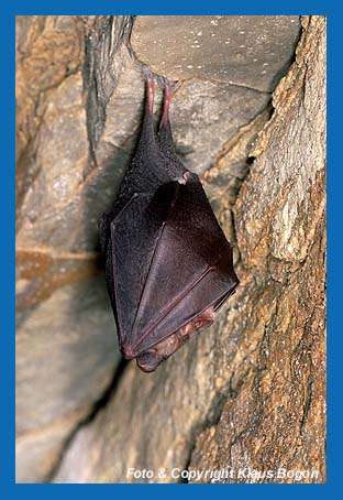 Kleine Hufeisennase (Rhinolophus hipposideros) im Winterquartier