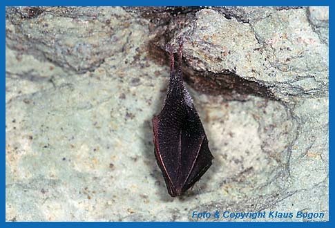 Kleine Hufeisennase (Rhinolophus hipposideros) mit Tautropfen benetzt.