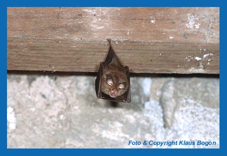 Kleine Hufeisennase (Rhinolophus hipposideros) im Sommerquartier