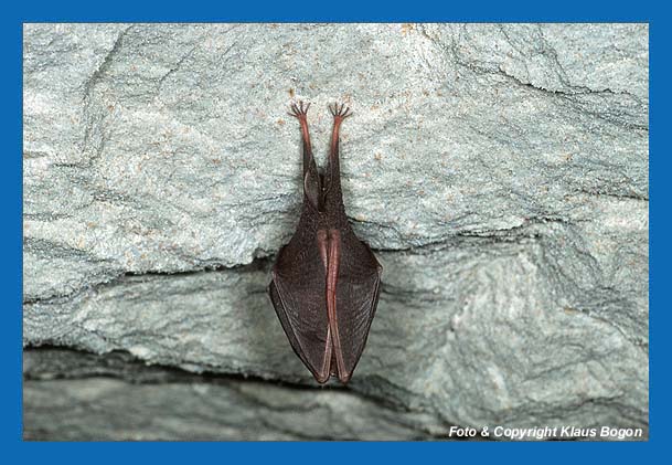 Kleine Hufeisennase (Rhinolophus hipposideros) im Winterschlaf.