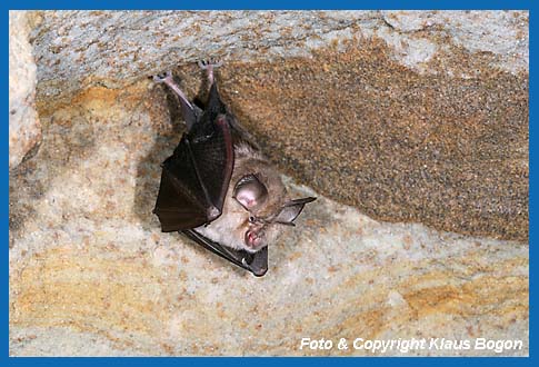 Kleine Hufeisennase (Rhinolophus hipposideros)