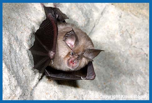 Kleine Hufeisennase (Rhinolophus hipposideros) im Zwischenquartier.