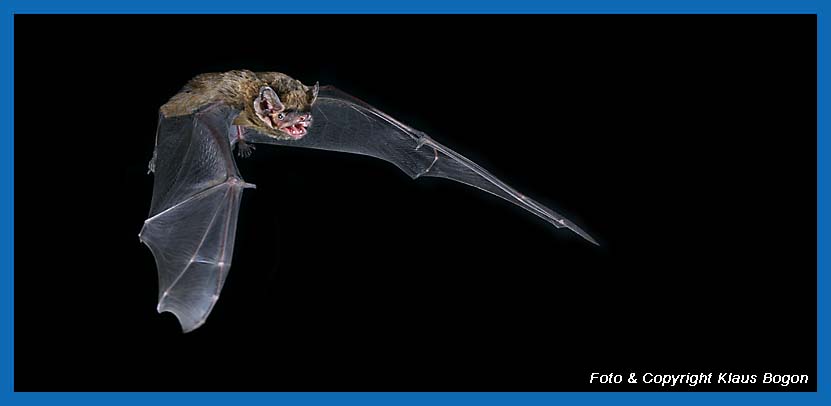 Fliegender Kleiner Abendsegler (Nyctalus leisleri)