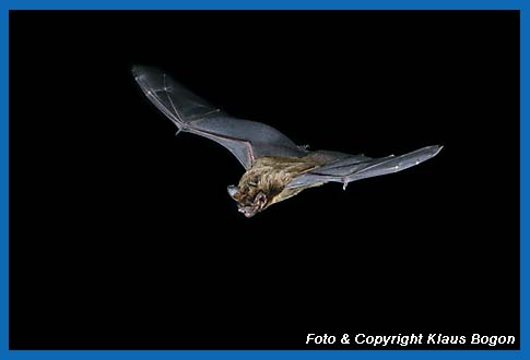 Fliegender Kleiner Abendsegler (Nyctalus leisleri)