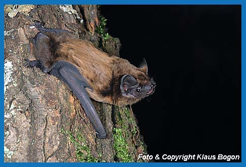 Kleiner Abendsegler (Nyctalus leisleri) 