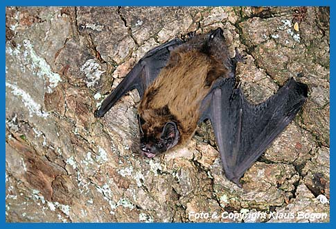 Kleiner Abendsegler (Nyctalus leisleri)  kuuz vor dem Abfliegen