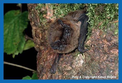 Kleiner Abendsegler (Nyctalus leisleri) verlt Baumhhle.