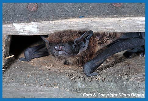 Kleiner Abendsegler (Nyctalus leisleri)  verlt einen Fledermausflachkasten aus Holz