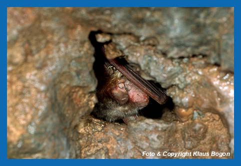 Kleines Mausohr (Myotis blythii) im Winterschlaf  in einer Höhle in Kreta