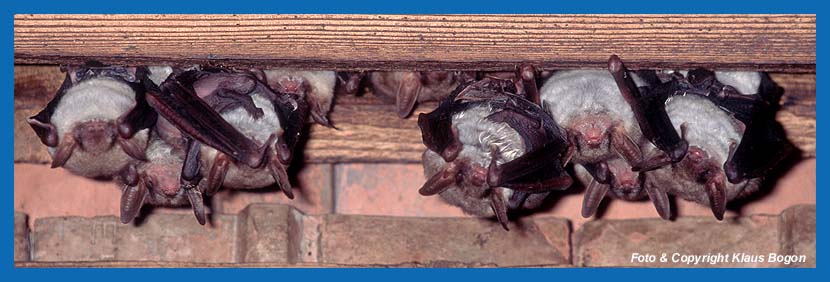 Kleines Mausohr (Myotis blythii), Ausschnitt aus einer Wochenstube. Die ersten Jungen sind geboren