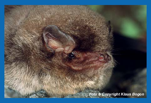 Portrt der Langflgelfledermaus (Miniopterus schreibersii),  Kreta