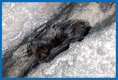 Mopsfledermaus Barbastella barbastellus im Gewlbespalte.