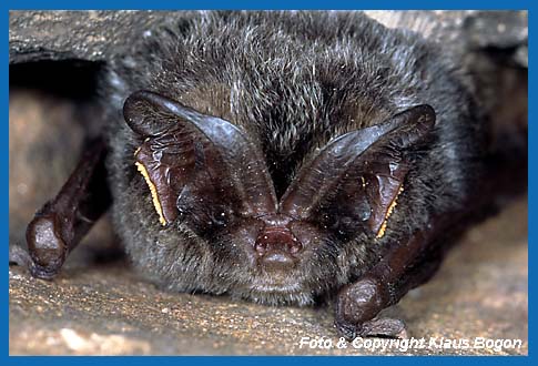 Portrt der Mopsfledermaus Barbastella barbastellus mit Milben an den Ohrrndern.