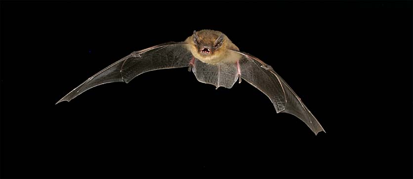 Mckenfledermaus (Pipistrellus pygmaeus/mediterraneus) im Flug