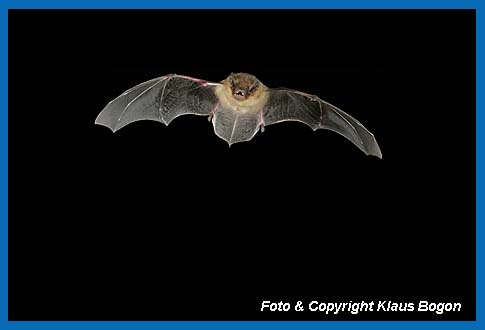 Fliegende Mckenfledermaus (Pipistrellus pygmaeus/mediterraneus) 