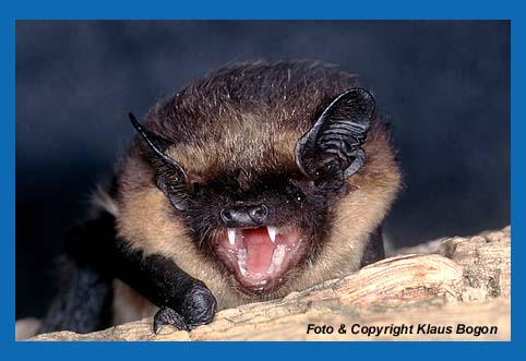 Nordfledermaus   (Eptesicus nilssonii), Portrt