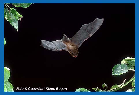 Fliegende Rauhautfledermaus (Pipistrellus nathusii)