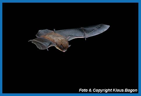 Fliegende Rauhautfledermaus (Pipistrellus nathusii)