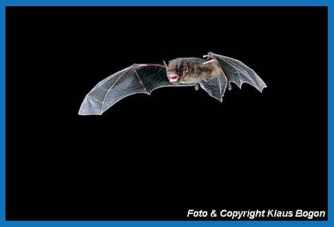 Fliegende Rauhautfledermaus (Pipistrellus nathusii)