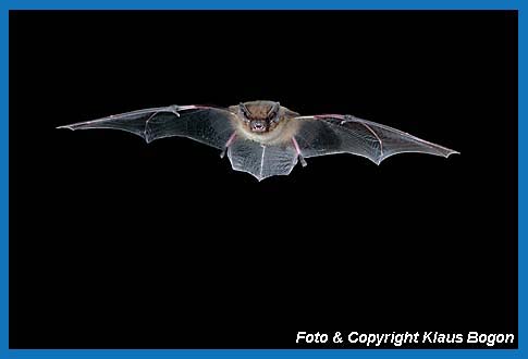 Fliegende Rauhautfledermaus (Pipistrellus nathusii)