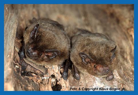 Portrt der Rauhautfledermaus (Pipistrellus nathusii)